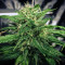 Gorilla Bomb (Bomb Seeds) Cannabis-Samen