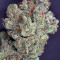 Ghost Train Haze #1 (Rare Dankness Seeds) Cannabis-Samen