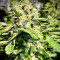 Hindu Kush (Sensi Seeds) Cannabis-Samen