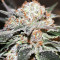 LA Widow (Kera Seeds) Cannabis-Samen