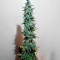 LSD Auto (Barney's Farm) Cannabis-Samen
