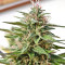 Malawi Breeders Pack regular (Ace Seeds) Cannabis-Samen