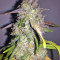 Mangobiche Kush Regular (CannaBioGen) Cannabis-Samen