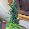 Master Kush (White Label) Cannabis-Samen