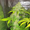 Sherbet (Seedstockers) Cannabis-Samen