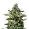 Sour Diesel (BlimBurn Seeds) Cannabis-Samen