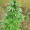 Super Skunk Autoflower (Seedstockers) Cannabis-Samen