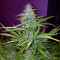 Sweet Cheese XL Auto (Sweet Seeds) Cannabis-Samen