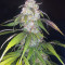Wild Thailand (World of Seeds) Cannabis-Samen