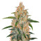 Z Auto (Original Sensible Seeds) Cannabis-Samen