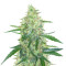 Apple Strudel Auto feminisierte Samen (Fast Buds)