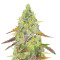 Grand Daddy Purple Fast Version feminisierte Samen (EGS)