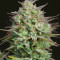 Kosher Cake Auto feminisierte Samen (Fast Buds)