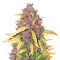 LSD-25 Auto feminisierte Samen