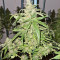 Mango Crunch regular (RQS) Cannabis-Samen