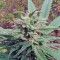 Opium (Paradise Seeds) Cannabis-Samen