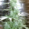 CBD Lemon Auto Cannabis-Samen Kaufen