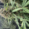 Apple Betty Auto Cannabis-Samen Kaufen