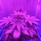 Tangie'matic Auto (Fast Buds) Cannabis-Samen zu verkaufen