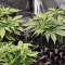 Kaufe Runtz Autoflower Samen feminisiert von EGS