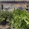 West Coast O.G. Auto (Fast Buds) Cannabis-Samen zu verkaufen