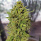 Fastberry Auto Cannabis-Samen Kaufen