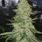 GG#4 Original Glue (Original Sensible Seeds) Cannabis-Samen zu verkaufen