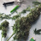 Pineapple Express Auto (Fast Buds) Cannabis-Samen zu verkaufen
