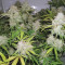 Blue Dream'matic Auto Cannabis-Samen Kaufen