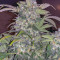 Original Auto BubbleGum (Fast Buds) Cannabis-Samen zu verkaufen