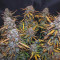 Lemon AK Auto Cannabis-Samen Kaufen