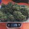 New York Diesel Auto (Expert Seeds) Cannabis-Samen zu verkaufen