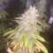 Lemon Kush (Female Seeds) Cannabis-Samen zu verkaufen