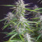 Buddha Syrup Auto Cannabis-Samen Kaufen