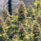 Dr. Bruce Banner CBD (Original Sensible Seeds) Cannabis-Samen zu verkaufen