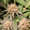 Shiskaberry (Barney's Farm) Cannabis-Samen zu verkaufen