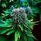 G13 Haze (Barney's Farm) Cannabis-Samen zu verkaufen