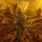 Kaufe Grandmommy Purple Samen feminisiert von Herbies Seeds