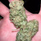 Critical Orange Punch (Dutch Passion) Cannabis-Samen