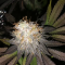 Mimosa EVO (Barney's Farm) Cannabis-Samen zu verkaufen