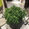 Auto Orange Bud Cannabis-Samen Kaufen