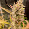 Ztrawberriez Auto (Fast Buds) Cannabis-Samen zu verkaufen