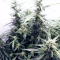 Auto Brooklyn Sunrise Cannabis-Samen Kaufen