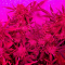 Wedding Cake Auto (Barney's Farm) Cannabis-Samen zu verkaufen
