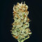 Banana Sherbet feminisiertes Saatgut