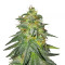 Bruce Banner #3 feminisierte Samen (Original Sensible Seeds)