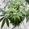 Florida Sunrise Autoflower feminisierte Samen (Seedkeepers)
