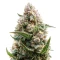 Mandarin Cookies (00 Seeds)