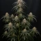 Mango Frost Auto (Fast Buds)