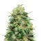 Moby Dick (GHS) Cannabis-Samen